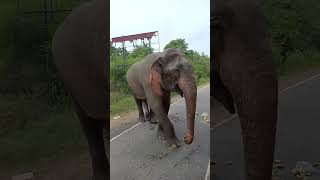 Wild Elephant in Buttala road elephant tourofsivasri tourofsivasri [upl. by Orlanta979]