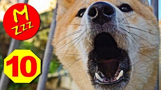 Stop Dogs Barking with Silent Sonic Sounds  Silent Dog Whistle to Stop Dogs Barking [upl. by Llehcram353]