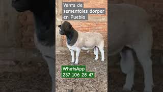 Borrego dorper en Tlacotepec Puebla WhatsApp 237 106 2847 [upl. by Llemej]