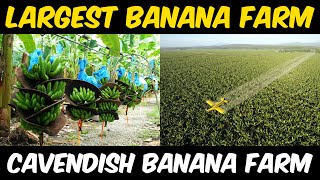 Cavendish Banana Farming in Philippines  Amazing Banana Harvesting Technology  Banana Cultivation [upl. by Mossberg162]