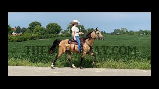 Buckskin Kentucky Mountain Gaited Trail Gelding For Sale [upl. by Lainey]