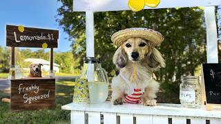 Battle of the LEMONADE STANDS  Cute Dog Sells Lemonade [upl. by Susan]