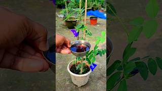 More Flowering fertilizer  অপরাজিতা গাছে দিন এই জিনিস aparajita [upl. by Adnaloj388]