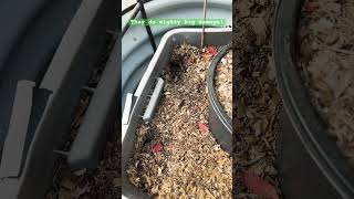 THESE LITTLE HANDS 😳 growingincontainers containergardening vegan [upl. by Mendy518]