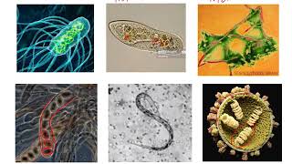 Pathogens and Antigens [upl. by Onnem435]