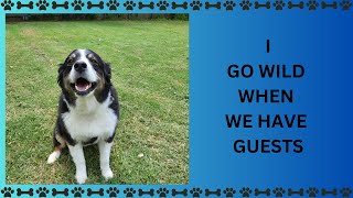 My Dogs Reaction to Guests Arriving 😄😍🐕 dog doglover australianshepherd [upl. by Wesa38]