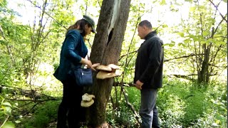 Готовим гриб Трутовик чешуйчатый пестрец  Сooking mushroom Dryad’s saddle [upl. by Bardo]