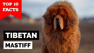 Tibetan Mastiff  Top 10 Facts [upl. by Shanta]