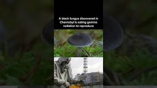 The black fungus of Chernobyl that is eating the radiation to grow [upl. by Ramirol]