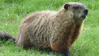 Groundhogs  Wild woodchucks eating  whistle pig part 15 wildlife wildanimals [upl. by Waring519]