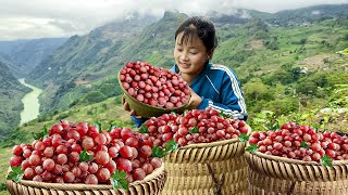 Harvesting Phyllanthus Emblica From The Mountains Goes To Market Sell  Tráng Thị Loan [upl. by Sinnaoi340]