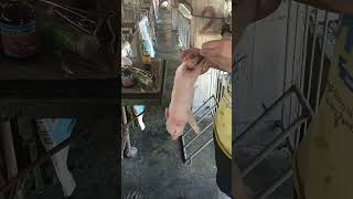 Tooth Clipping Ear Notching and Tail Docking of Piglets🐖🐖 swinetechnician [upl. by Leahplar946]