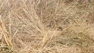 Superb Fairywren seen along the Devon Park Boundary Road [upl. by Filip]