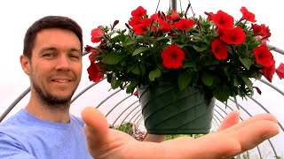 Secrets to Growing Huge Hanging Flower Baskets full of Petunias or any other Plants [upl. by Leonsis]