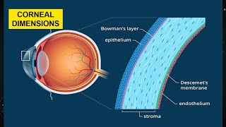 Cornea  Corneal Anatomy  Corneal Dimensions [upl. by Tomlinson]