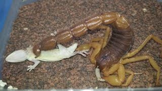 Parabuthus villosus quotOrangequot feeding on a house gecko [upl. by Rob638]