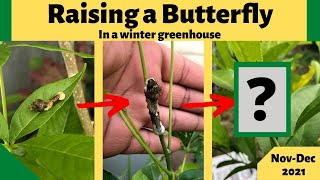 Raising a Butterfly Eastern Giant Swallowtail Butterfly [upl. by Ahsil]