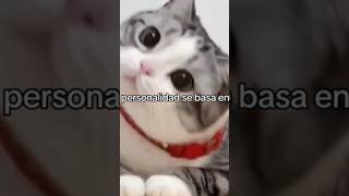 Mi personalidad se basa en 🐱🐈🐯🐈‍⬛ viralvideo funny mascotas cat mascotasamadas cat [upl. by Kwabena]