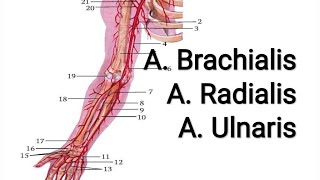 A Brachialis A Ulnaris A Radialis [upl. by Annet]