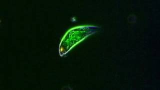 Euglena Flagella for movement [upl. by Luckin]