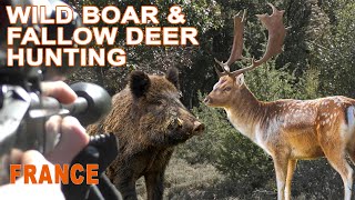 Wild Boar amp Fallow Deer hunting in France  Chasse au Sanglier et Daim en France  2021 [upl. by Geraud]