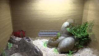 HOW TO SETUP A CORN SNAKE VIVARIUM [upl. by Lionello]