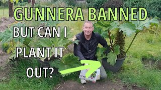 Gunnera Ban Explained MANICATA TINCTORIA CRYPTICA [upl. by Base]