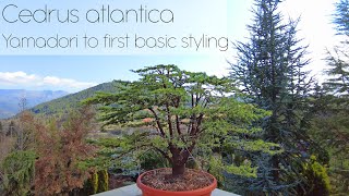 Cedrus libani ssp atlantica bonsai Yamadori to first structural styling 4K  Arkefthos Bonsai [upl. by Assirroc204]