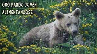 Oso pardo joven alimentándose [upl. by Florentia]