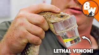 Deadliest Job in the World  Australian Snake Milker [upl. by Evyn]