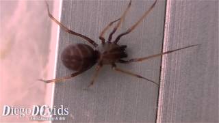 Female Brown Spitting spider ♀ Scytodidae Aranha cuspideira [upl. by Coralyn]