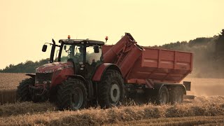 TriticaleampWeizenErnte im Westerwald 4xMassey Ferguson Drescher im Einsatz [upl. by Conant]