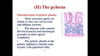 5 Histology of the pylorus of stomach [upl. by Yellac]