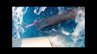 Blue Marlin Fishing Mindelo Cape Verde [upl. by Ader]