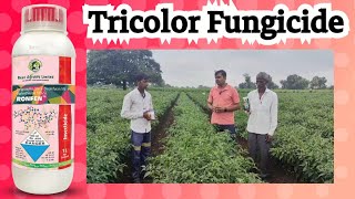 Tricolor  Trifloxystrobin 10  Difenoconazole 125 Sulfur 3 SC  Tricolor Fungicide [upl. by Aniratak]