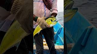 Mahi Mahi Fish Catched In Experience Fisherman fishing [upl. by Roon436]