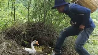 Lots Of Ducklings Hatched With Goose Mother  I Took My Cute Baby Ducks From In The Nest [upl. by Janaya]