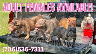 Adult Bully Females Available [upl. by Minerva726]