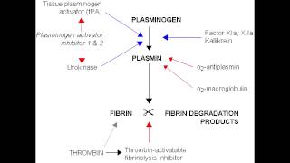 Fibrinolysis  Anticoagulation Pathway [upl. by Aihsak27]