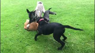 Golden Retriever attacks Kangal [upl. by Sigfried]