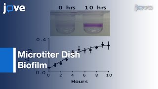 Microtiter Dish Biofilm [upl. by Llenrep570]