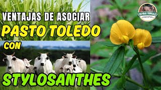 Ventajas de asociar pasto TOLEDO con STYLOSANTHES ganaderoscolombia ganaderiacolombiana [upl. by Einuj]