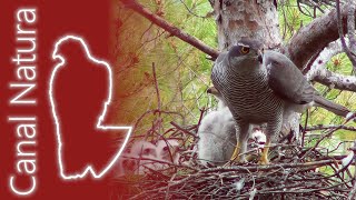 Azor común Accipiter gentilis Northern Goshawk [upl. by Irrehs530]