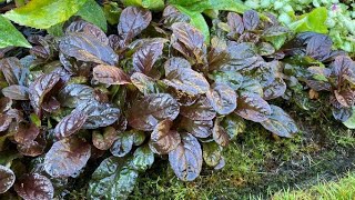 quotBlue Buglequot Ajuga Reptans  Self Propagated After Deadhead  August [upl. by Azenav]