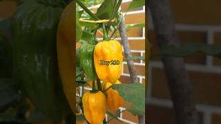 Growing Habanero Peppers from Seed to Harvest [upl. by Northington356]