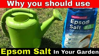 Why You Should use Epsom Salt in your garden and how [upl. by Georgeanna]