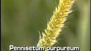 How to identify Napiergrass Pennisetum purpureum [upl. by Retsof]