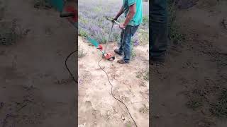 Lavender harvesting process with handheld tool [upl. by Ostraw]