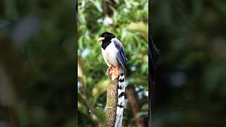 DISCOVER the BEAUTIFUL Yellowbilled Blue Magpie Bird [upl. by Enirhtak]