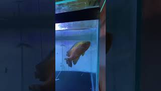 Day 4 of recovery oscars oscarfishyoutubeshorts fish fishtank fishvideo aquarium shortvideo [upl. by Nauhs]